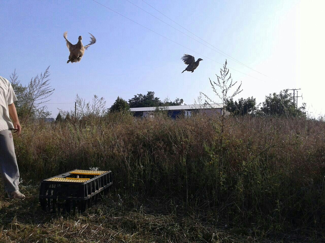 Ispust fazana 2015.godine