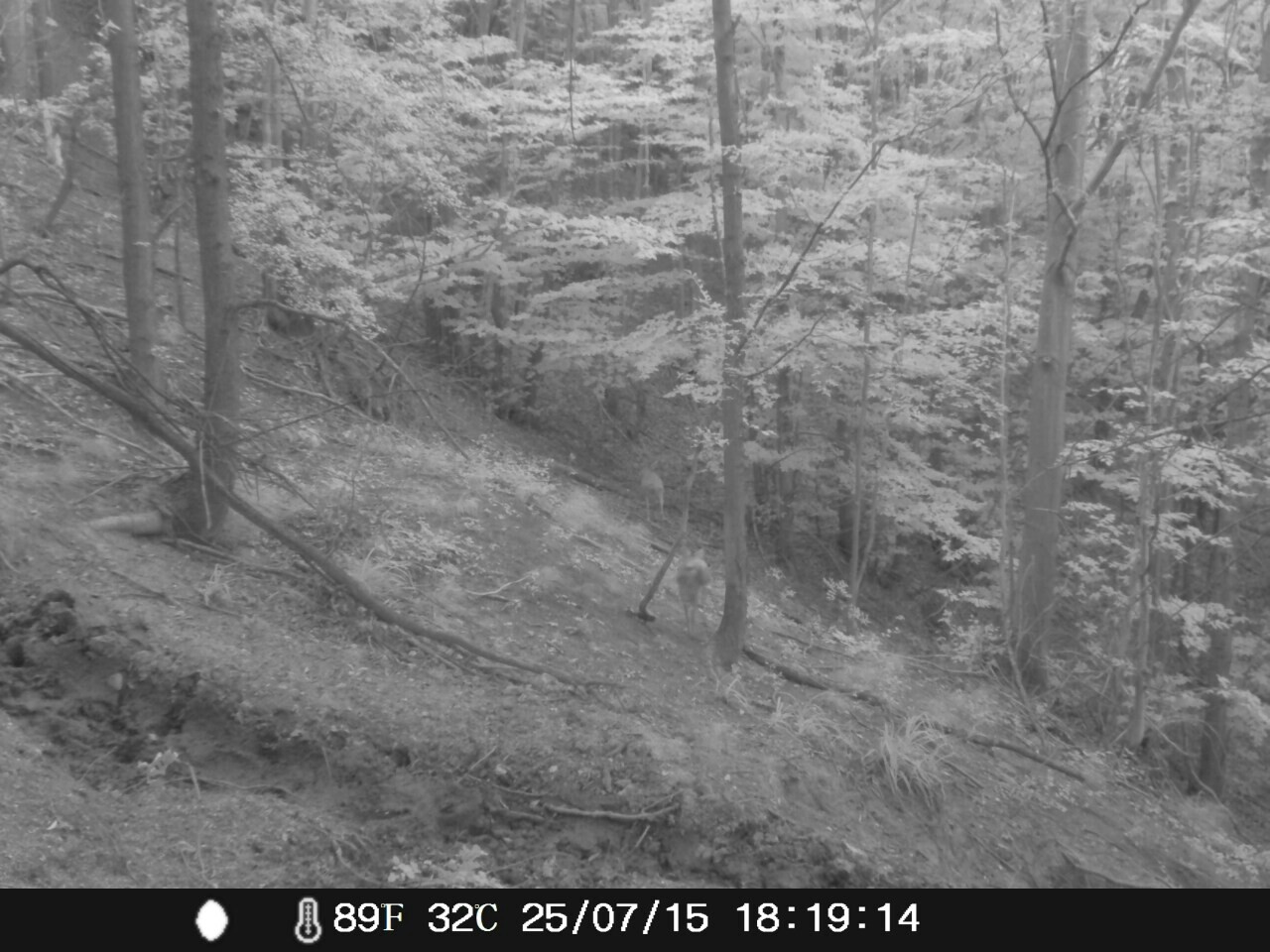 Lovačka sekcija Grabovica