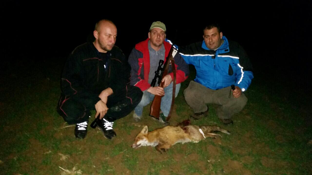 Odstreljena lisica u Grabovici