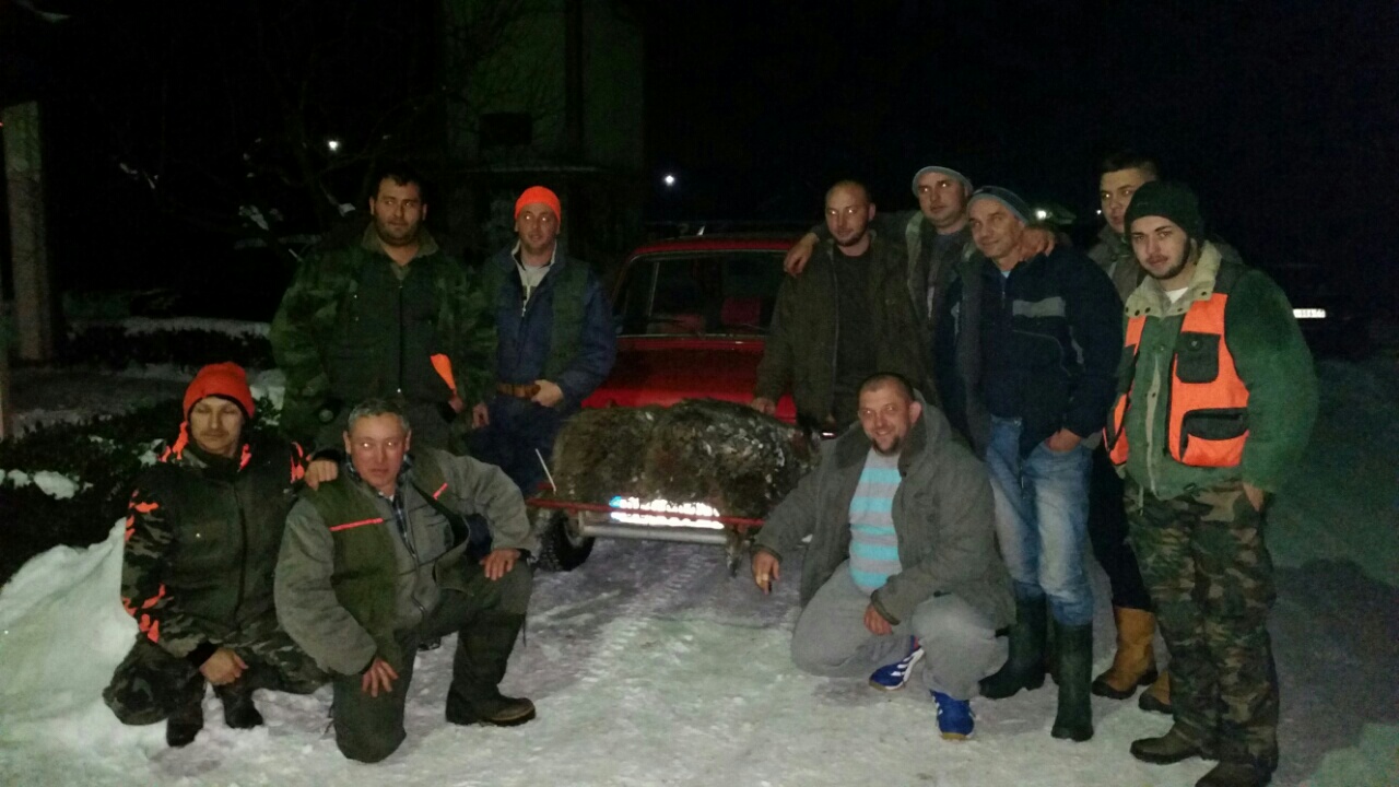 Odstrel divlje svinje