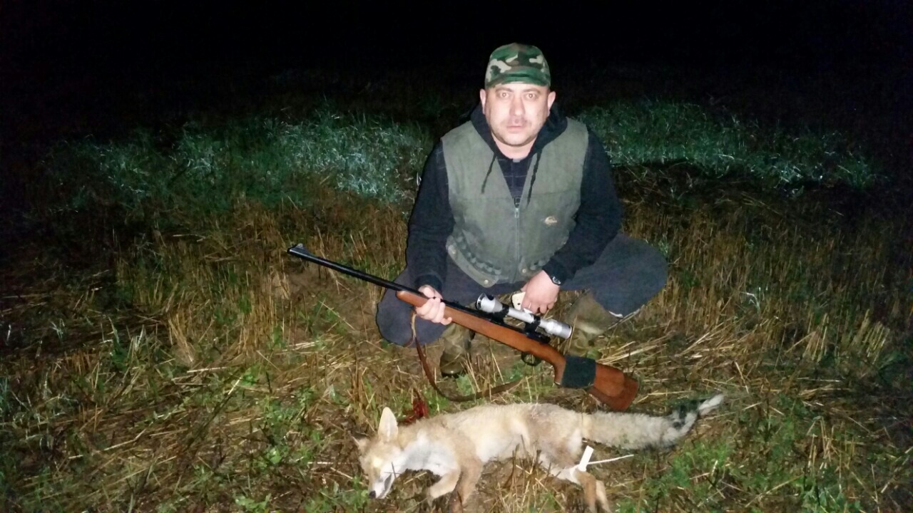 Radača sa odstreljenom lisicom