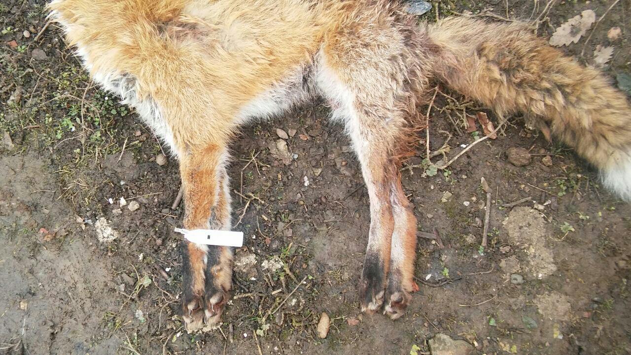 Odstrel lisice u sezoni 2015/16.