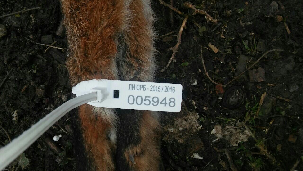 Odstrel lisice u sezoni 2015/16.