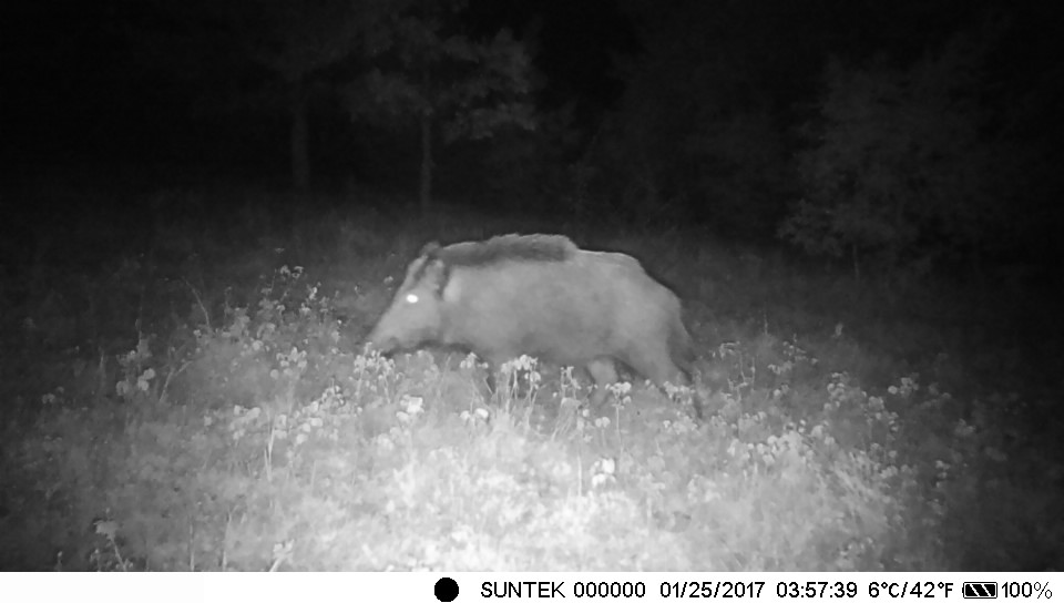 Zvonkova hranilica, Nabat