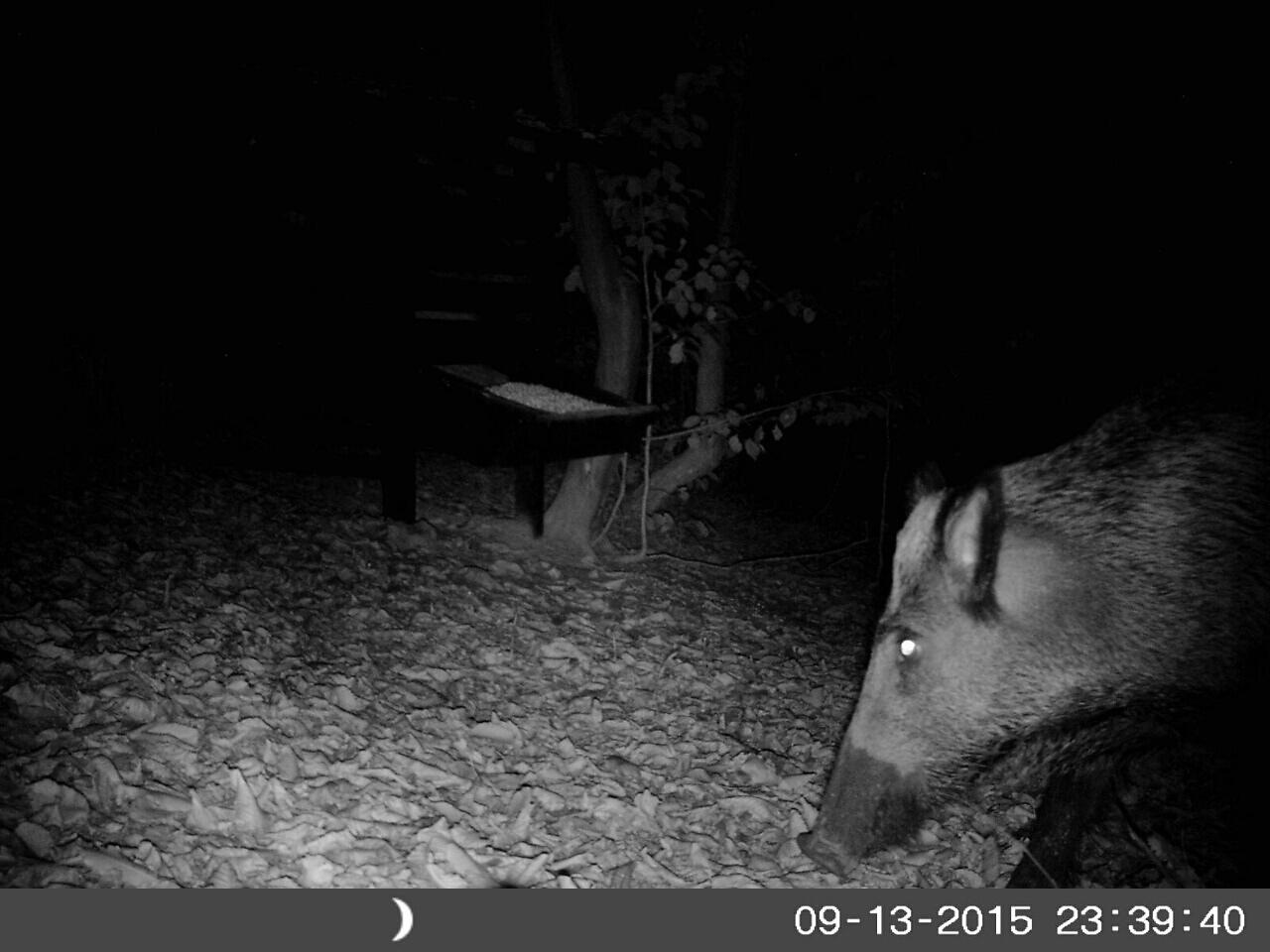 Noćna kamera kod hranilice