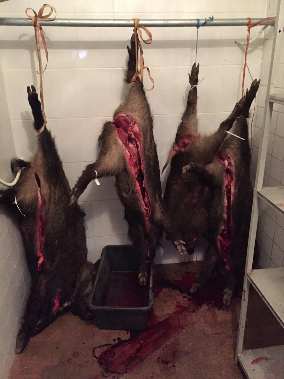 Hladnjača Lovačkog udruženja nakon uspešnog vikenda